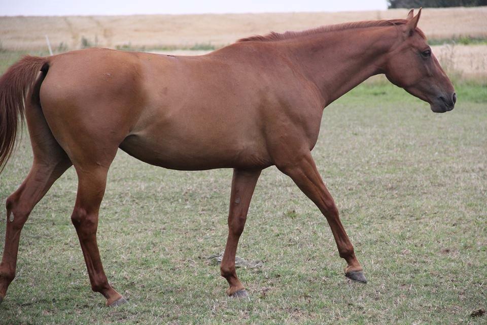 Dansk Varmblod Casilje  billede 14