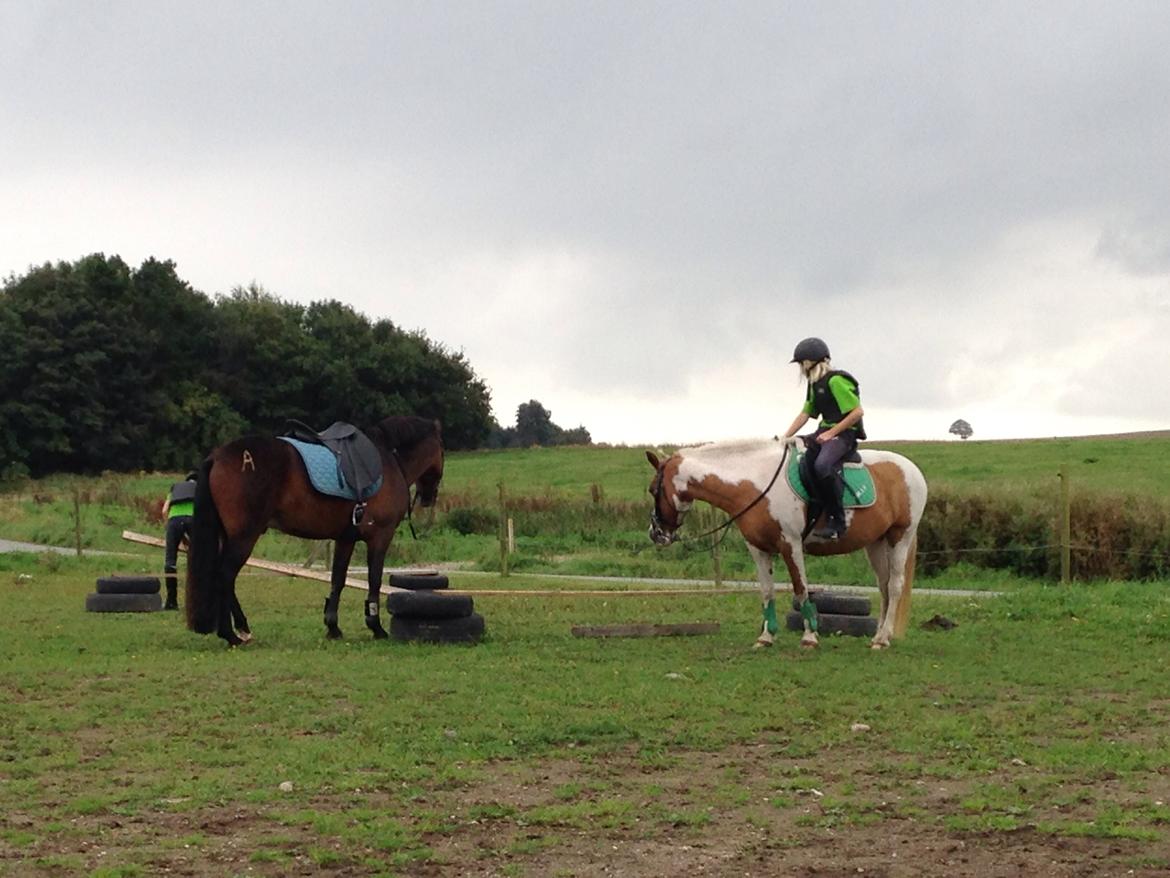 New Forest Arjan billede 9