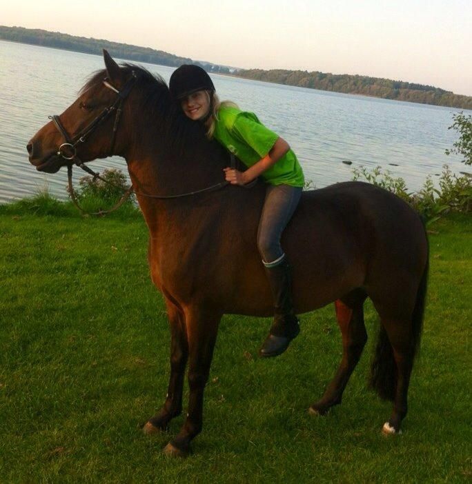 New Forest Arjan billede 11