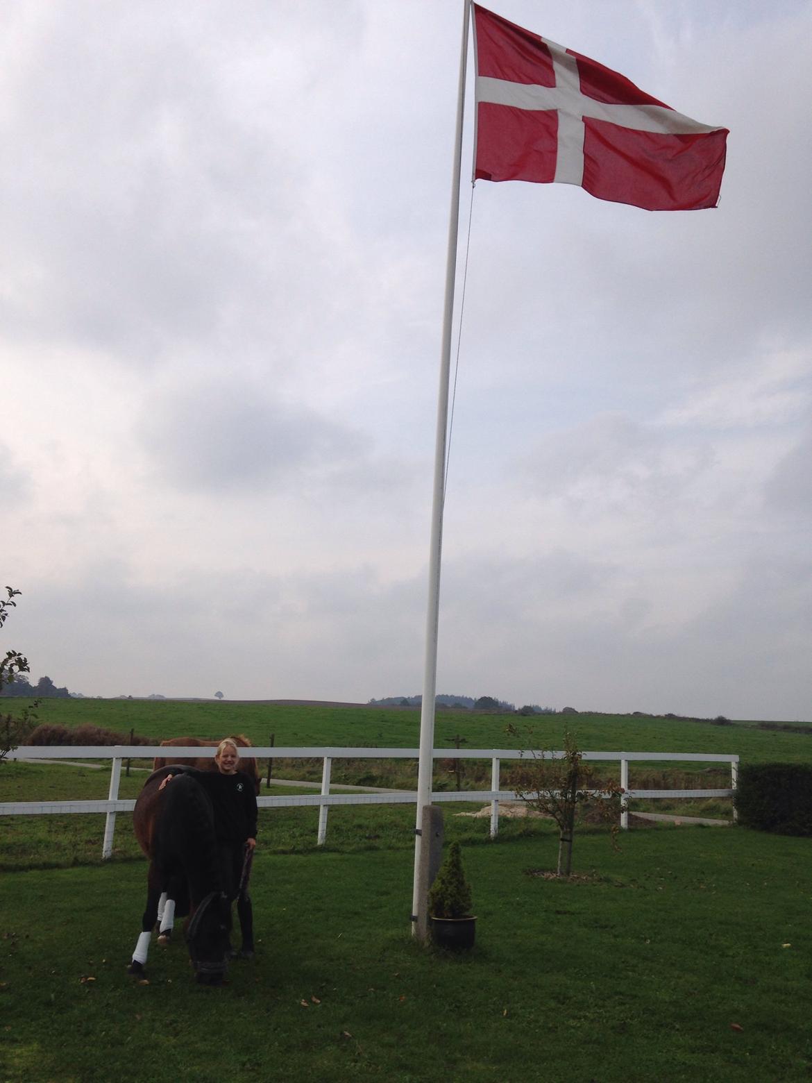 New Forest Arjan billede 13