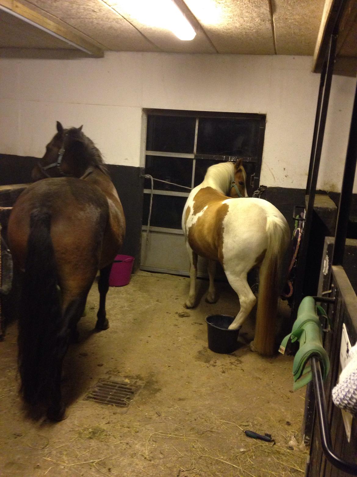 New Forest Arjan billede 14