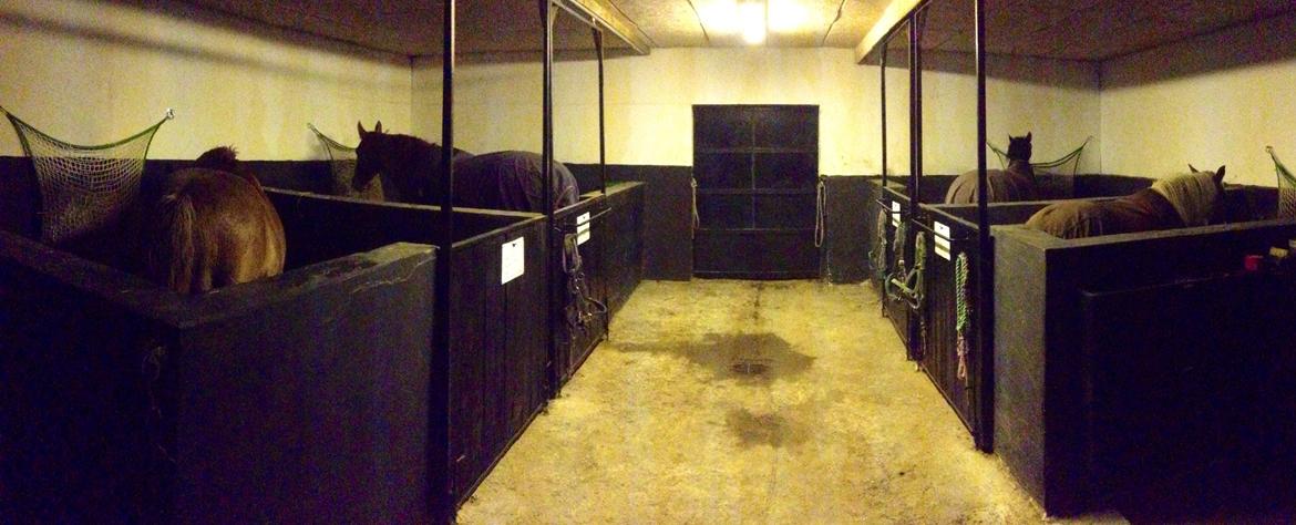 New Forest Arjan billede 17