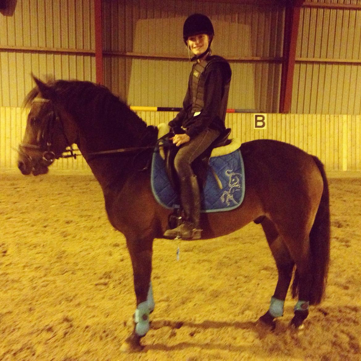 New Forest Arjan billede 18