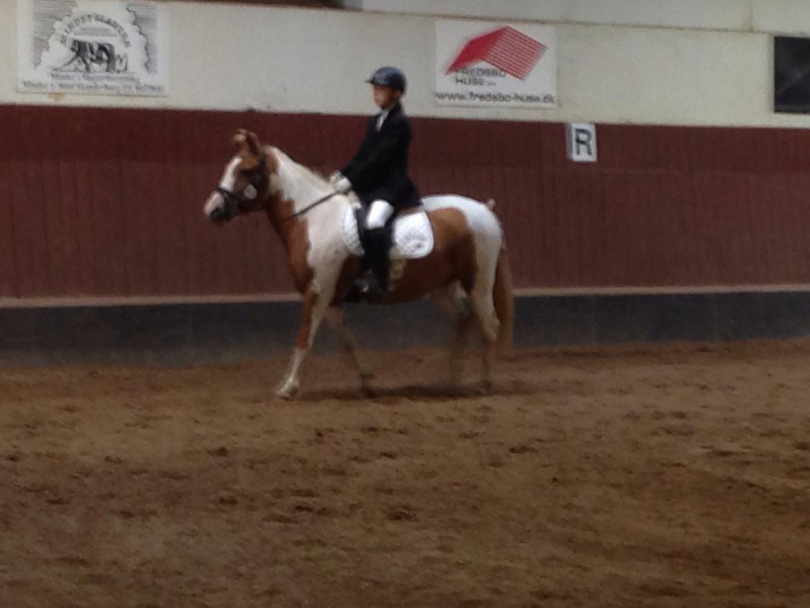 Anden særlig race Mille billede 17