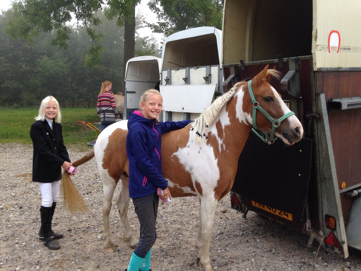 Anden særlig race Mille billede 18