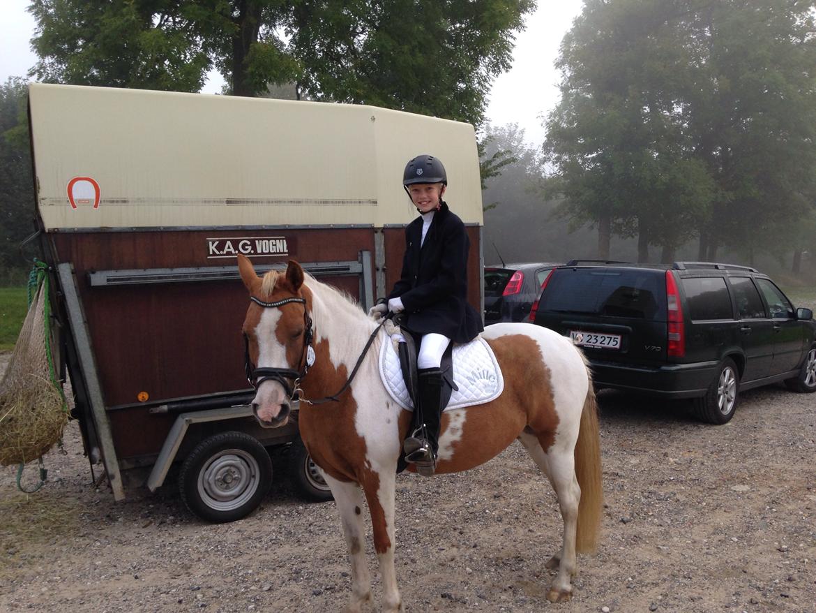 Anden særlig race Mille billede 19