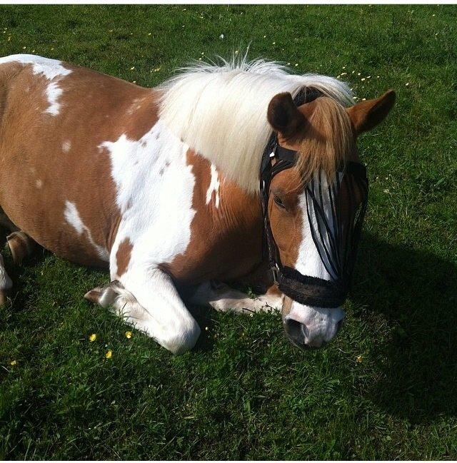 Anden særlig race Mille billede 21