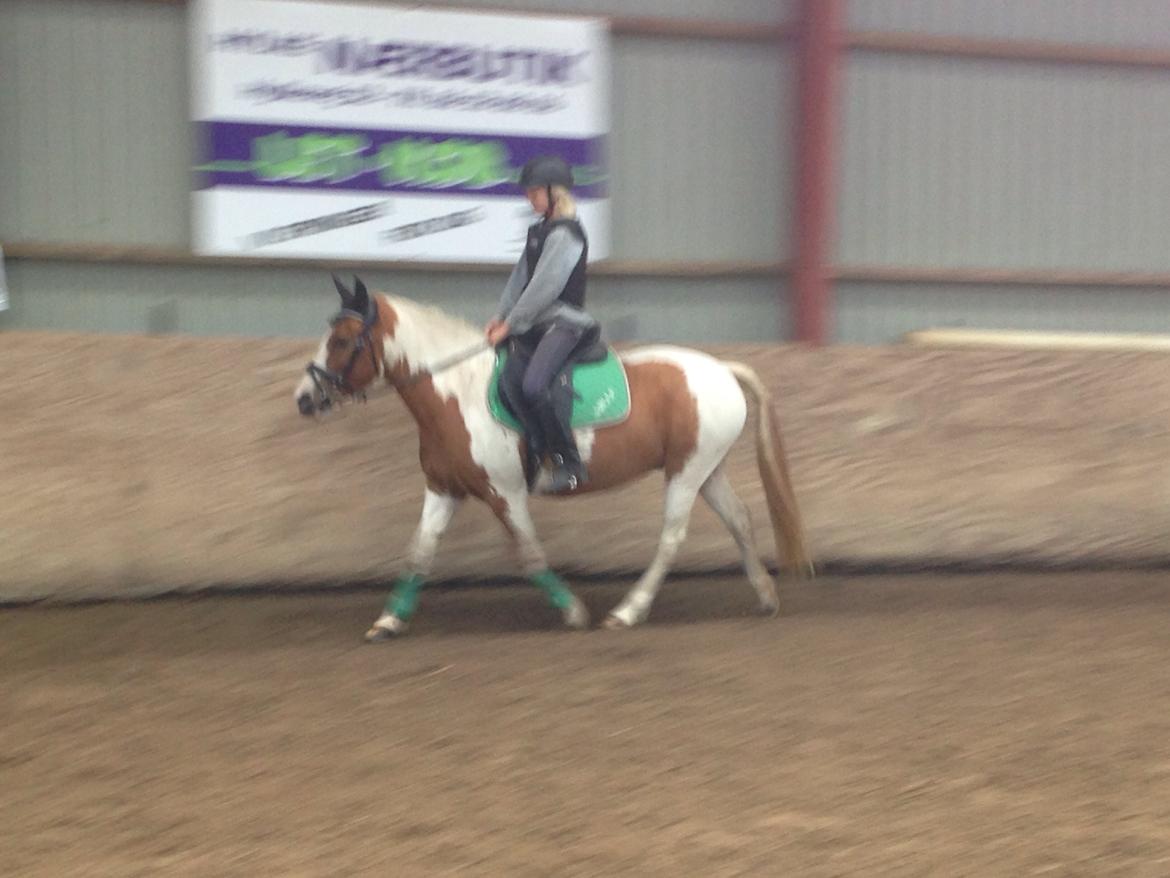 Anden særlig race Mille billede 22