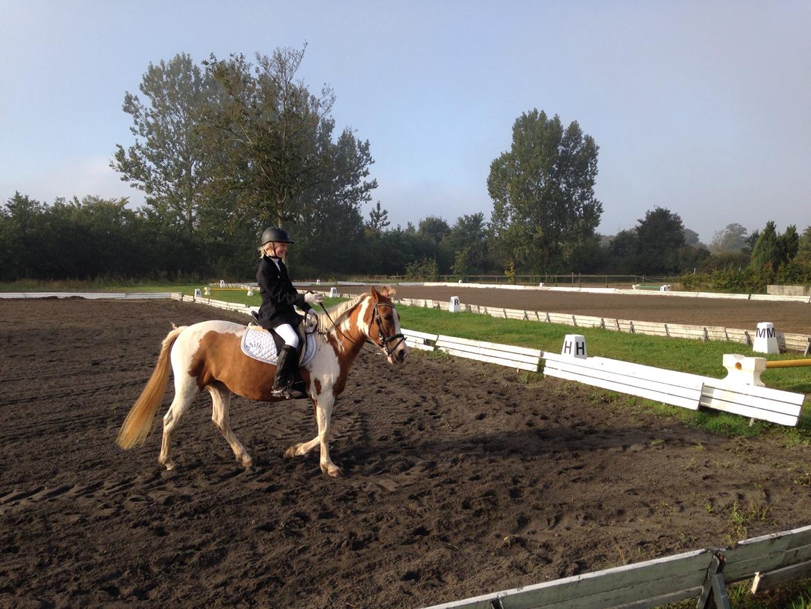 Anden særlig race Mille billede 24