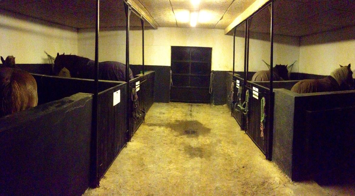 Anden særlig race Mille billede 25