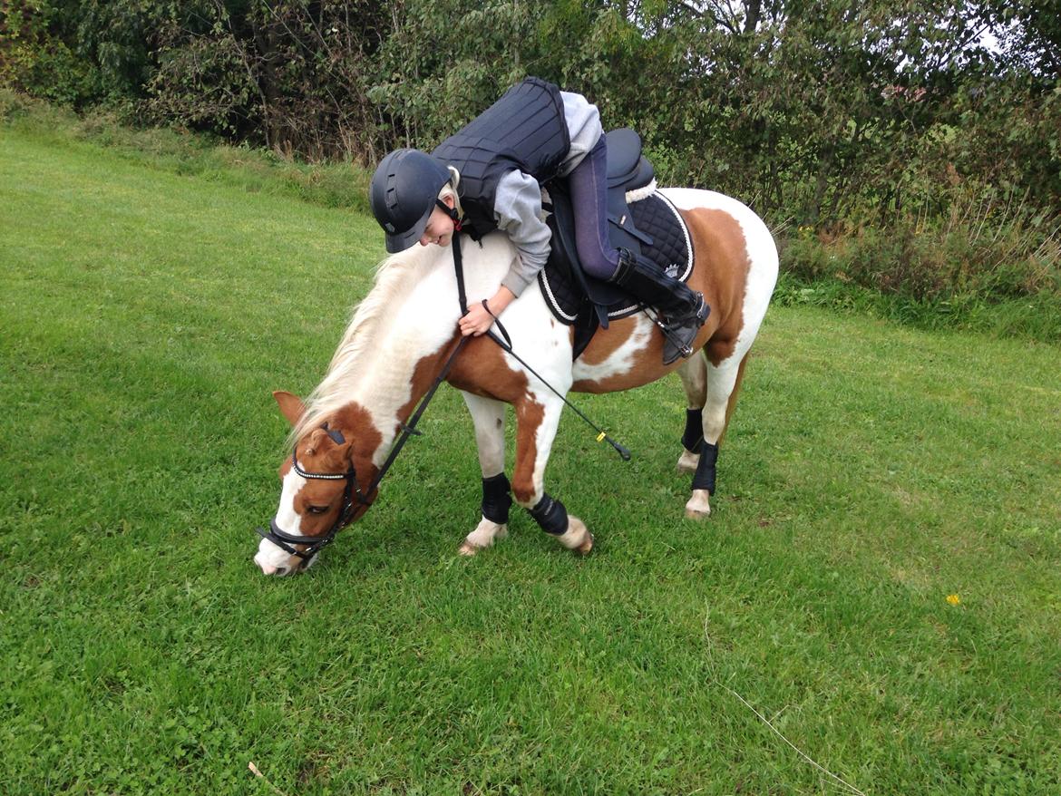 Anden særlig race Mille billede 26