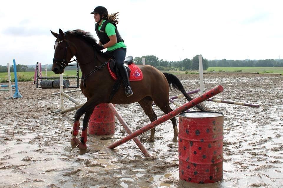 Trakehner Istar billede 3