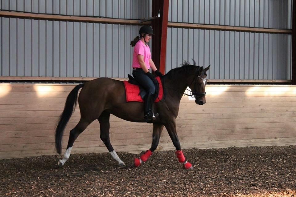 Trakehner Istar billede 4