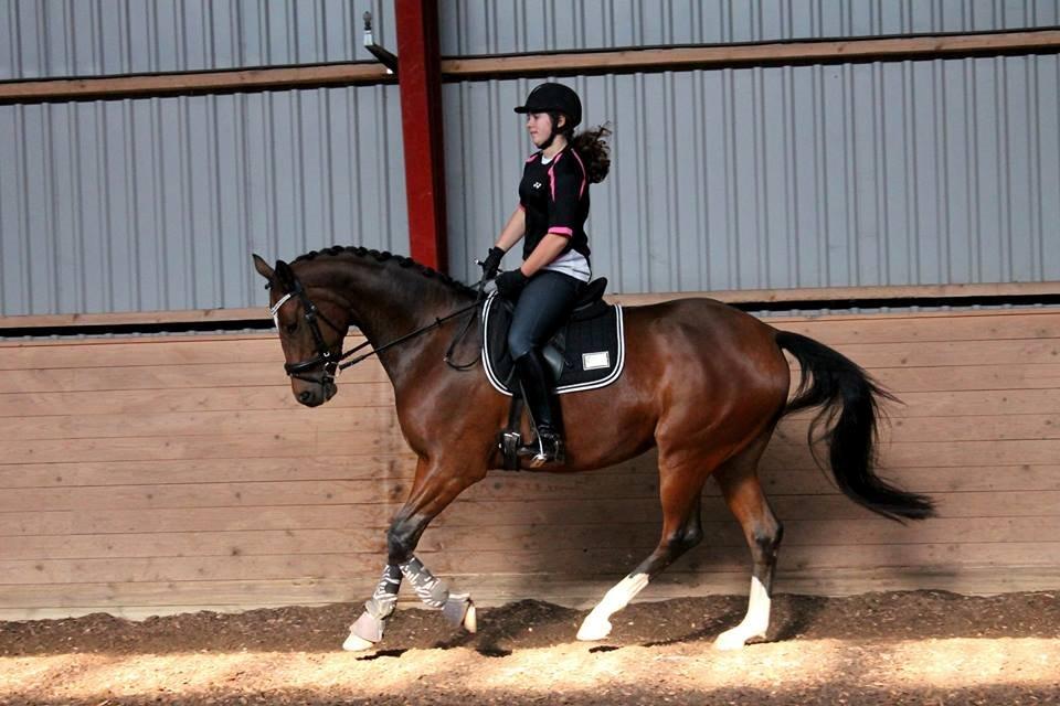 Trakehner Istar billede 2