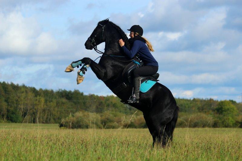 Welsh Cob (sec D) Fronerthig Black Rebel billede 18