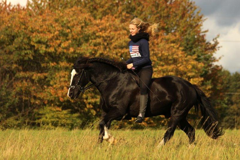 Welsh Cob (sec D) Fronerthig Black Rebel - Fronerthig Black Rebel 12/10-14 billede 4