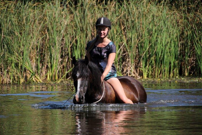 Welsh Cob (sec D) Fronerthig Black Rebel - I badesøen med cordeo billede 8