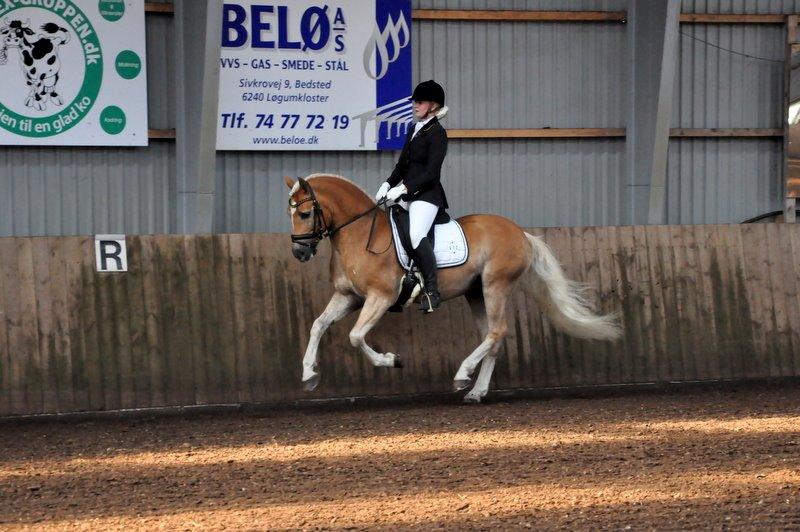 Haflinger Stachus billede 13