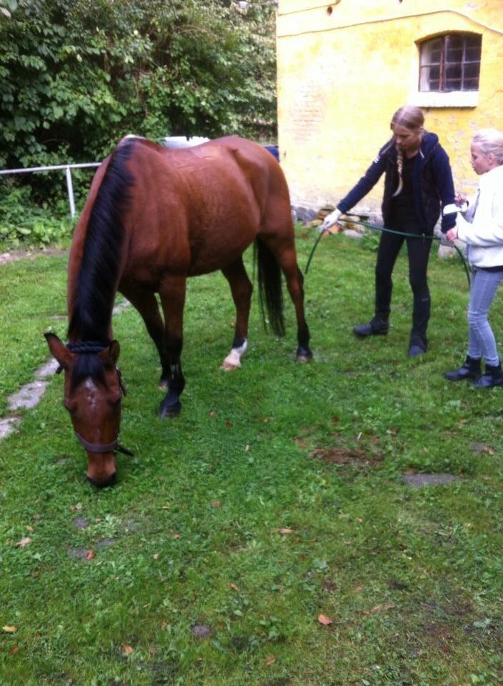 Welsh Cob (sec D) Alte billede 6