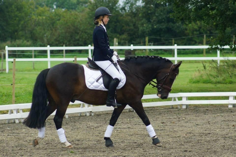 New Forest Sjølunds Tornado! billede 20