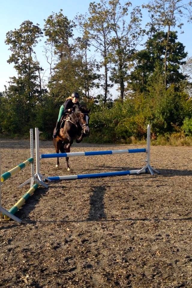 New Forest Sjølunds Tornado! billede 11