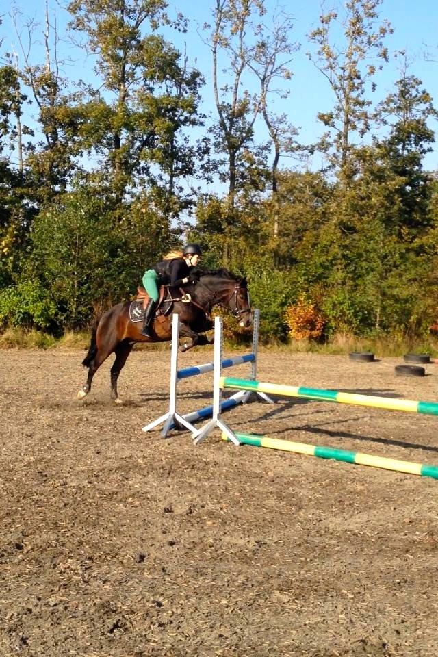 New Forest Sjølunds Tornado! billede 13