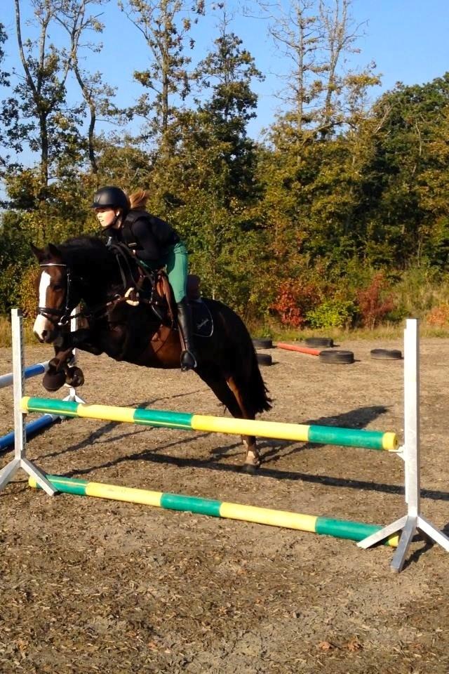 New Forest Sjølunds Tornado! billede 12