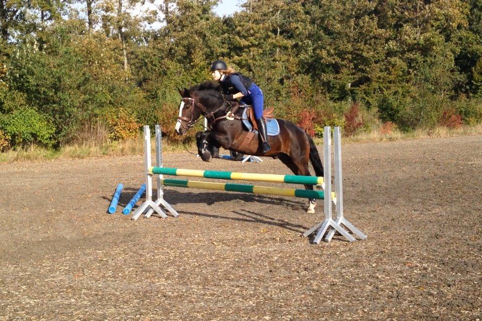 New Forest Sjølunds Tornado! billede 10