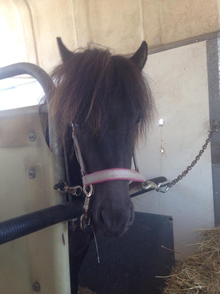 Shetlænder Laurbergs Tik Tak billede 4