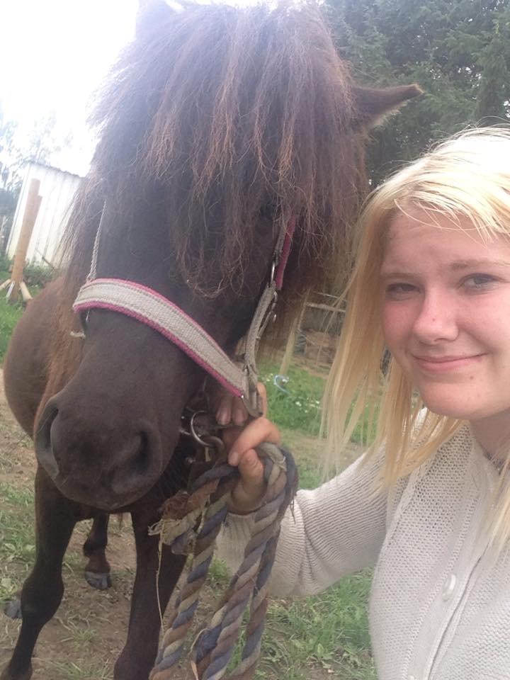 Shetlænder Laurbergs Tik Tak billede 2