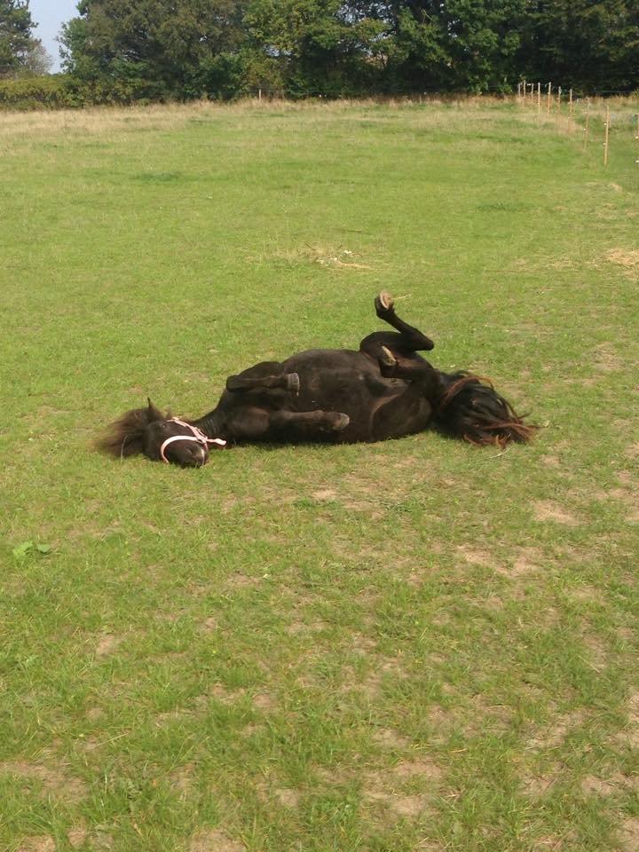 Shetlænder Laurbergs Tik Tak billede 6