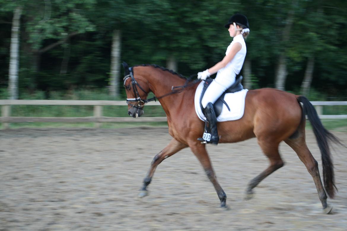 Dansk Varmblod Satchmo billede 2