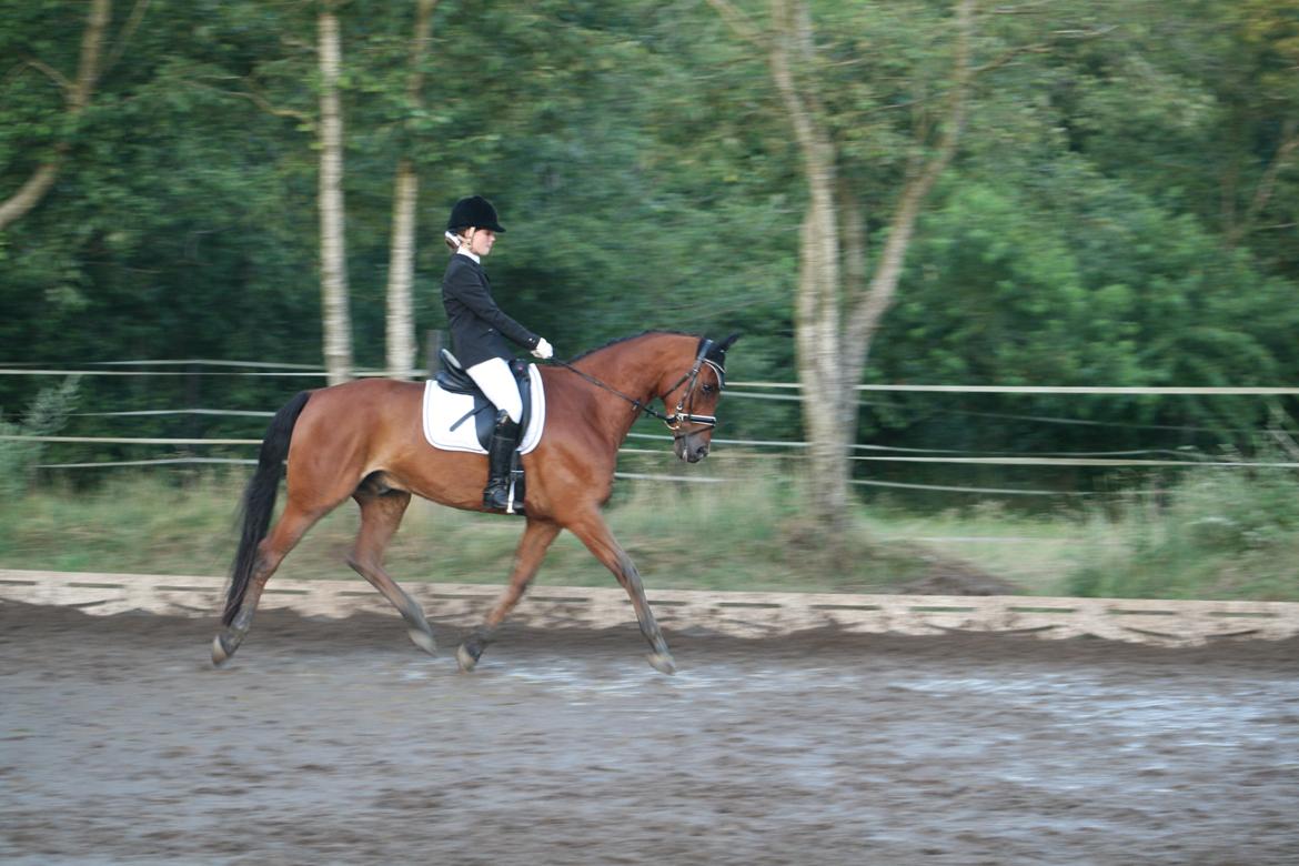 Dansk Varmblod Satchmo billede 10