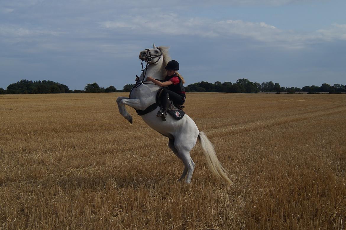 Anden særlig race Maicha - Sommer 2014 - Den bedste pony man kan ønske sig!! billede 1