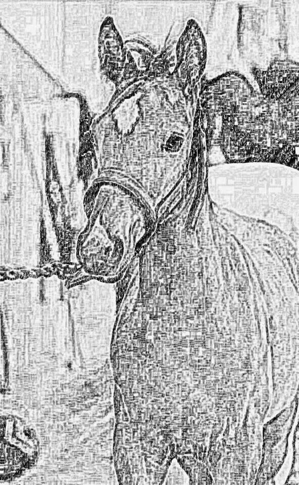 Anden særlig race Spyro billede 22