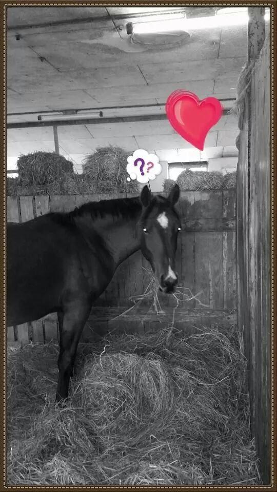 Anden særlig race Spyro billede 23