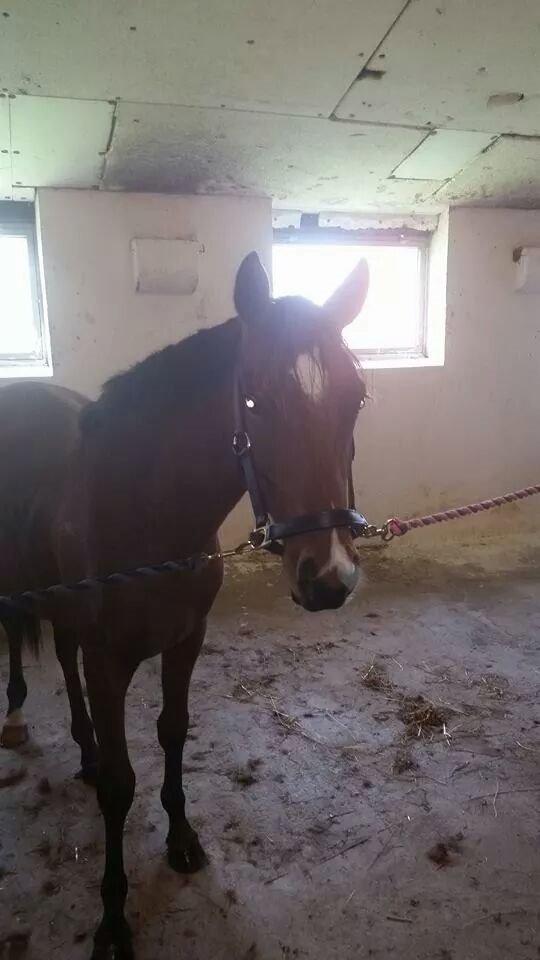 Anden særlig race Spyro billede 25