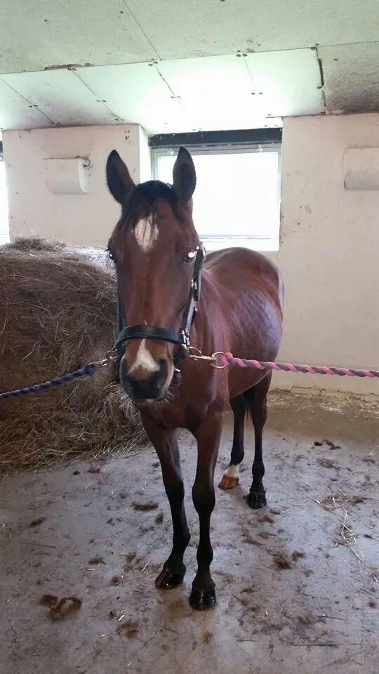 Anden særlig race Spyro billede 26