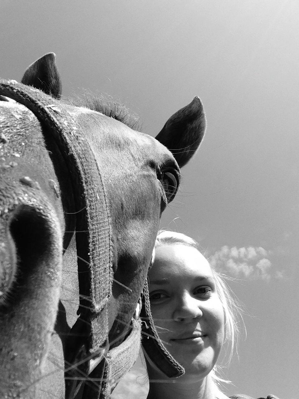 Fuldblod (XX) Macho Dancer (Ire) billede 1