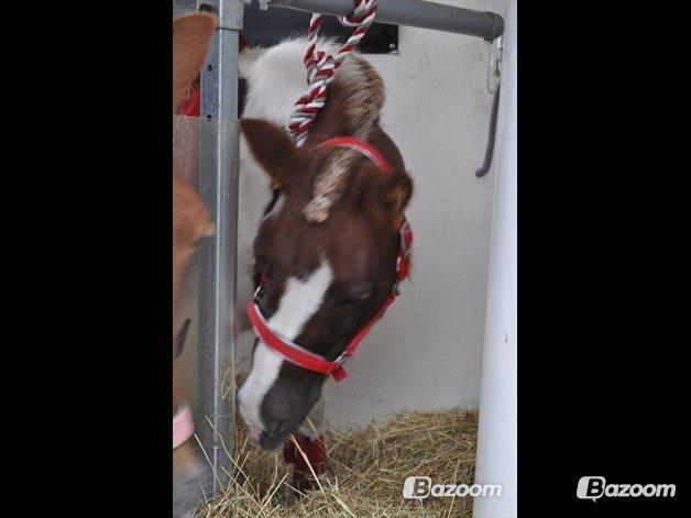 Shetlænder Kandis (den sødeste lille pony)[R.I.P] - Kandis står og kigger ud ad trailern <3 billede 1