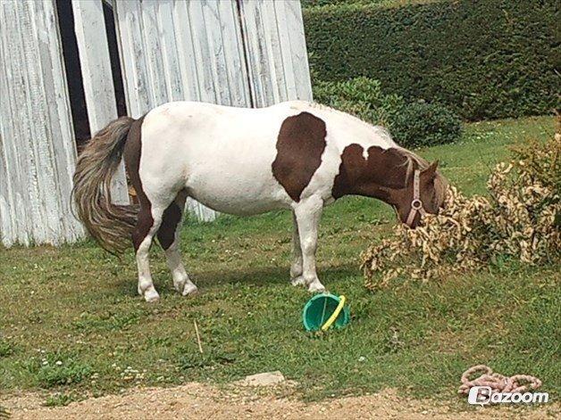 Shetlænder Kandis (den sødeste lille pony)[R.I.P] - hun ledder efeter noget at spise i bladene <3 billede 3