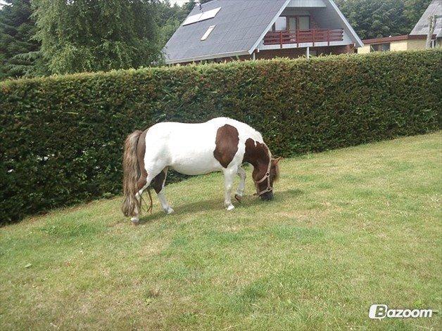 Shetlænder Kandis (den sødeste lille pony)[R.I.P] - hun græsser i haven <3 billede 4