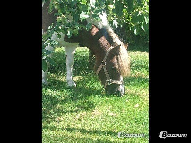 Shetlænder Kandis (den sødeste lille pony)[R.I.P] - hun er inde under et træ imens hun spiser græs <3 billede 5