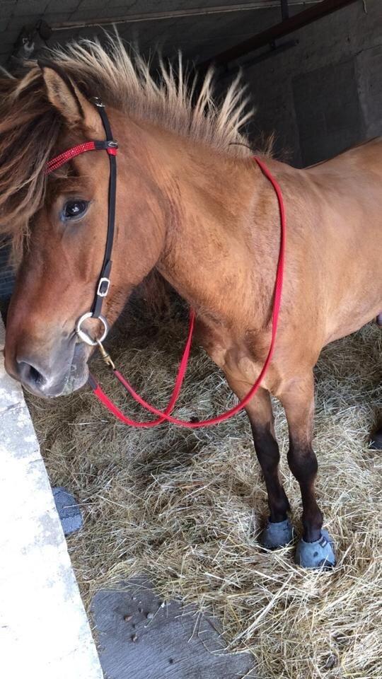 Islænder Magnus billede 9