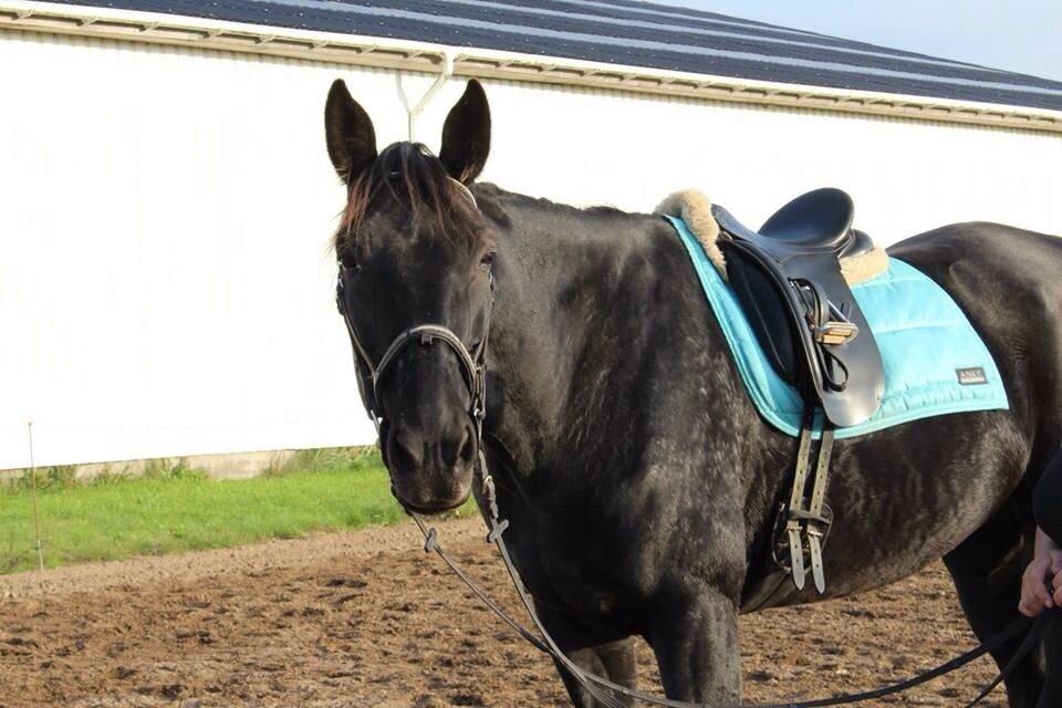 Traver franco pointer (Svensk) billede 5