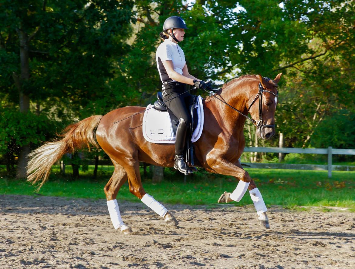 New Forest Jægersmindes Mel Gibson B-pony billede 9