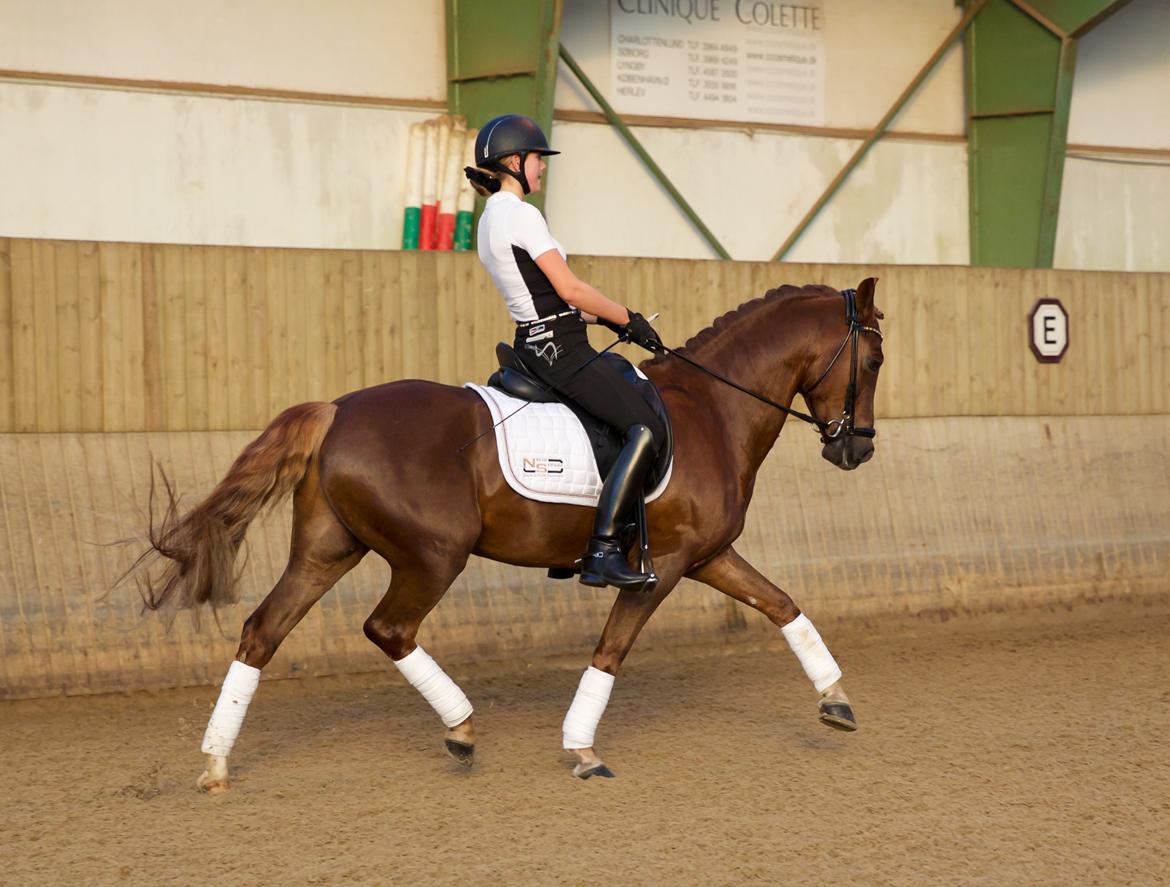 New Forest Jægersmindes Mel Gibson B-pony billede 20