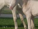 Palomino Jake Blues