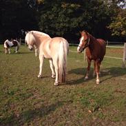 Fjordhest Stald Kiels Natur