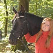 Dansk Varmblod Gørklintgårds Deena